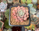 Echeveria 'Zaragoza' Hybrid 1"-2" Succulent Plant