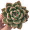 Echeveria Agavoides 'Champaign' 3"-4" Succulent Plant