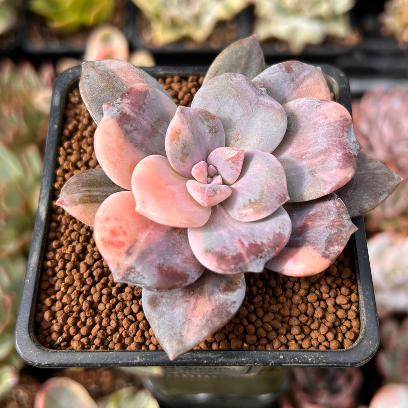 pentandrum succulent Quetzalcoatlia 'Pentandra Superba' Variegated 2" Succulent Plant (Form – True Succulents Plant Co