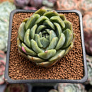 Echeveria 'Bahamas' 2" Air Magic Hybrid Succulent Plant