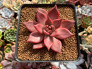 Echeveria Agavoides 'Romeo' 3" Succulent Plant