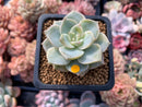Echeveria 'Hakubotan' Variegated 1"-2" Succulent Plant