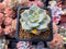 Echeveria 'Hakubotan' Variegated 1"-2" Succulent Plant