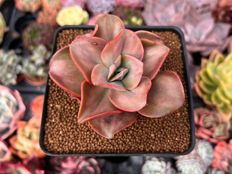 Echeveria 'Minigosaong' Variegated 3"-4" Succulent Plant