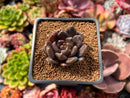 Echeveria 'Blackbird' 1" Succulent Plant