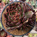Echeveria Agavoides 'Rubra' 4" Cluster Succulent Plant