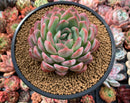 Echeveria 'Yusuke' 4" Succulent Plant