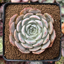 Echeveria 'Softball' 2"-3" Cluster Succulent Plant