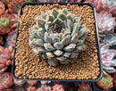 Echeveria 'Hearts Choice' 3" Succulent Plant