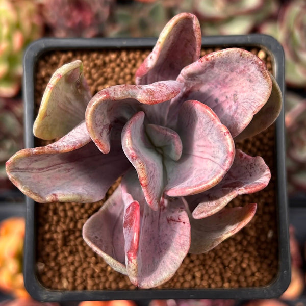 jocelyn's joy succulent Pachyveria 'Jocelyns Joy' Variegated 2" Succulent Plant – True Succulents  Plant Co