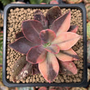Echeveria 'Hanaikada' Variegated 2"-3" Succulent Plant