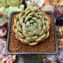 Echeveria 'Timothy' 2" Succulent Plant