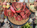 suyeon succulent Echeveria 'Suyeon' 5" Cluster Succulent Plant