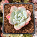 Echeveria 'Icy Green' 1" Succulent Plant