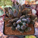 Echeveria Agavoides 'Black Swan' 3" Cluster Succulent Plant