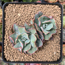 Echeveria 'Blue Spur' 3" Cluster Succulent Plant
