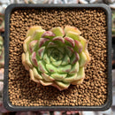 Echeveria 'Cream Roll' 1"-2" Succulent Plant
