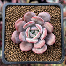 Echeveria 'Soulmint' 2" Succulent Plant
