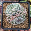 Echeveria 'Hearts Choice' 3" Double-Headed Cluster Succulent Plant
