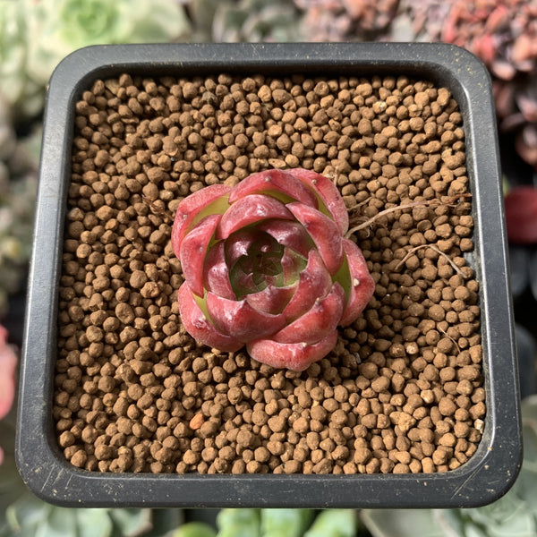 Echeveria 'Pink Crystal' 1/2" Very Small Seedling Succulent Plant