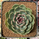 Echeveria Agavoides 'Black Queen' Round-Leaf 3" Succulent Plant