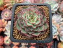 Echeveria 'Dancing Bird' 1" Succulent Plant