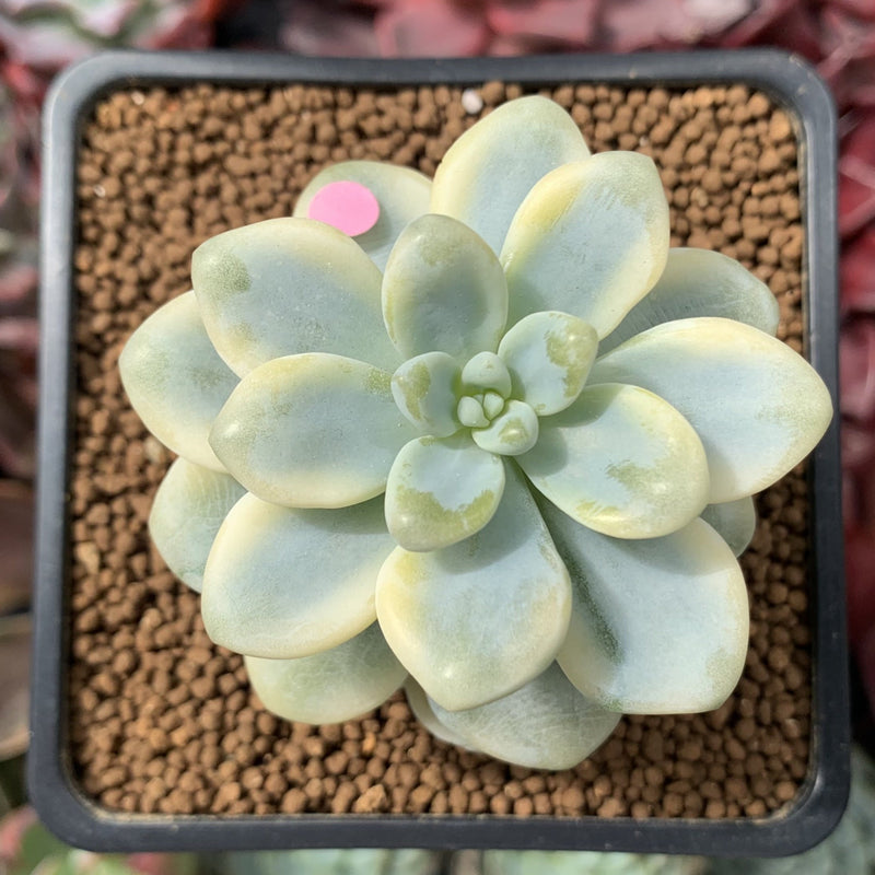 Sedum 'Clavatum' Variegated 2