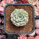 Echeveria 'Hearts Choice' 2" Succulent Plant
