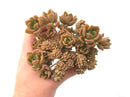 Sedum Cuspidatum Crested Cluster 5” Rare Succulent Plant