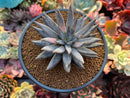 Echeveria 'Unguiculata' 3" Succulent Plant