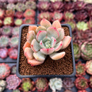Echeveria sp. 1" Succulent Plant