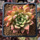 Echeveria Agavoides 'Black Tip' 2" Succulent Plant