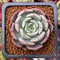 Echeveria 'Maroon Hill' Mutated 1" Succulent Plant