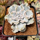 Echeveria 'Crispate Beauty' 2"-3" Powdery Succulent Plant