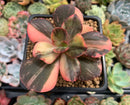 Echeveria 'Primadonna' Variegated