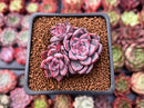 Echeveria 'Black Swan' 1" Cluster New Hybrid Succulent Plant