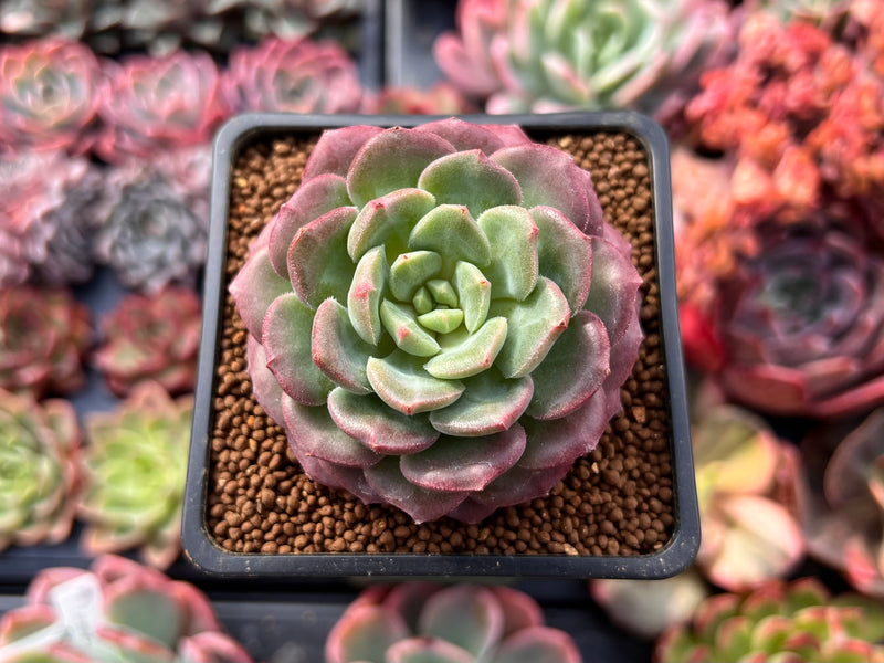 apple beauty succulent Echeveria 'Apple Pie' 1"-2" Succulent Plant – True Succulents Plant Co