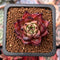 Echeveria Agavoides 'Sarabony' 1/2"-1" Small Seedling Succulent Plant