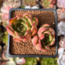 Echeveria Agavoides 'Padma' 2" Cluster Succulent Plant