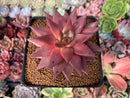 Echeveria Agavoides 'Sirus' 3" Succulent Plant