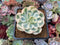 Echeveria ‘Compton Carousel’ Variegated 2” Succulent Plant
