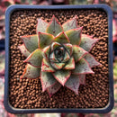 Echeveria 'Purpusorum' White Form 2" Succulent Plant
