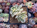 Echeveria 'Nicksana' Variegated 2" Cutting Succulent Plant