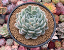 Echeveria 'Jocelyn' 5" Succulent Plant