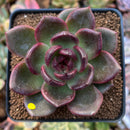 Echeveria 'Sujeong' 3" Seed Grown Succulent Plant