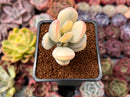 Cotyledon 'Orbiculata' Variegated 2" Succulent Plant