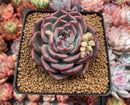 Echeveria 'Kerlean' 4" Succulent Plant