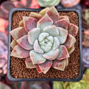Echeveria 'Pink Spot' 1" Succulent Plant