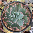 Echeveria 'Frill' sp. 5" Succulent Plant