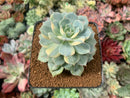 Echeveria 'Bluette' Variegated 2"-3" Succulent Plant